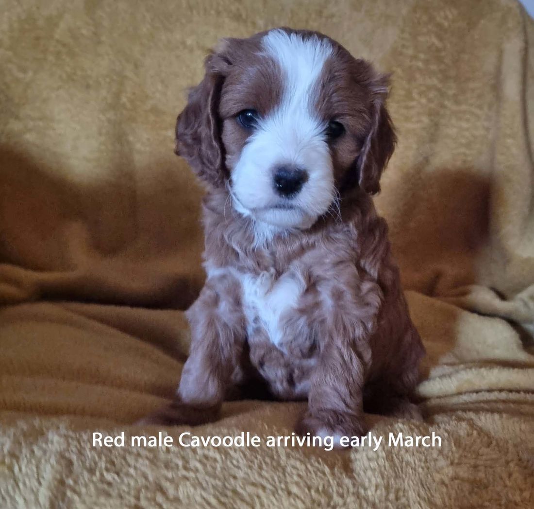 mount lawley pets and puppies