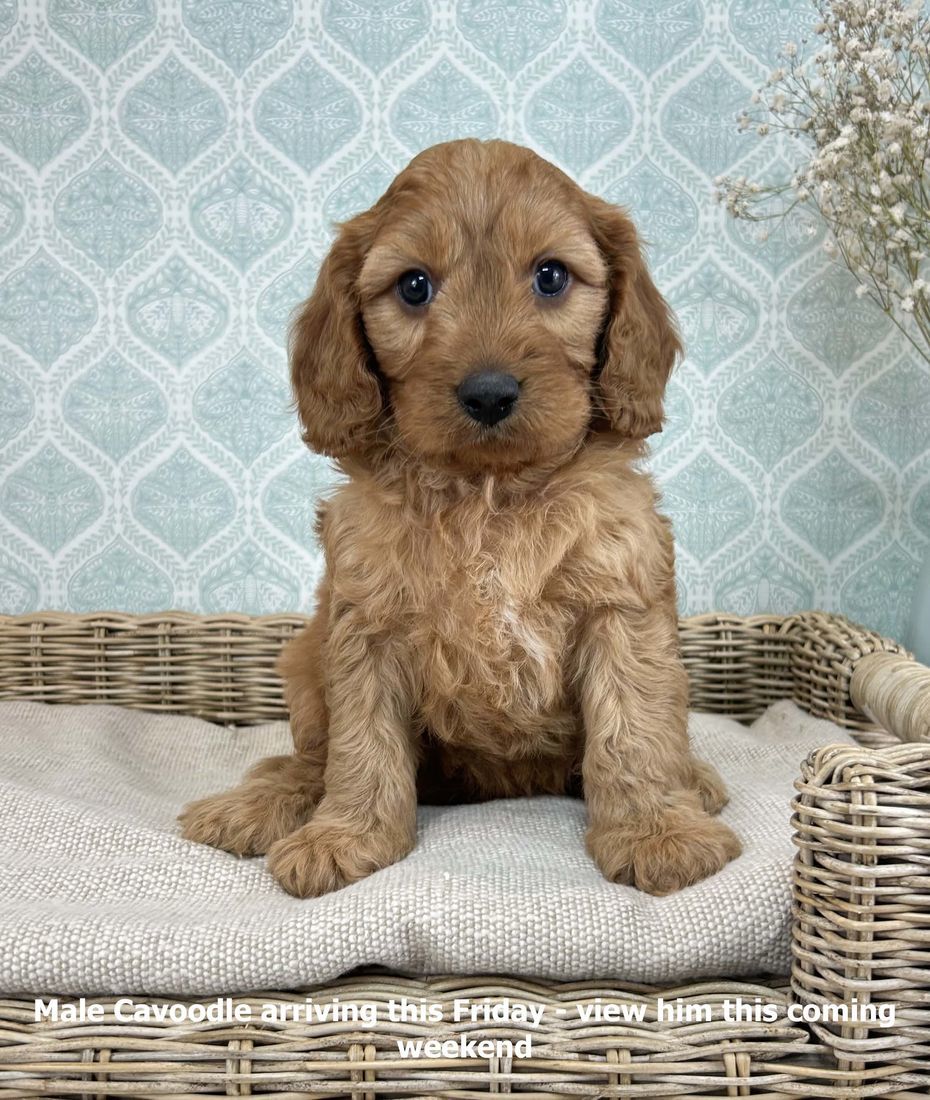 mount lawley pets and puppies