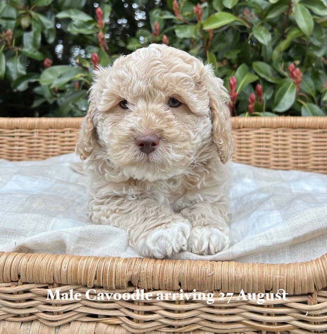 mount lawley pets and puppies
