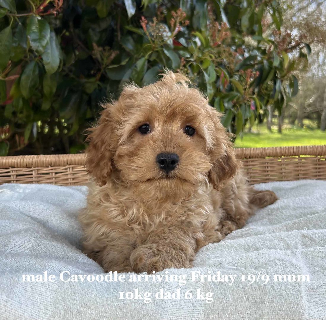 mount lawley pets and puppies
