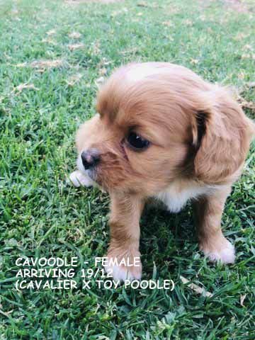 mount lawley pets and puppies