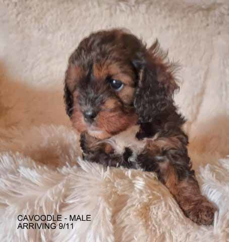 mount lawley pets and puppies