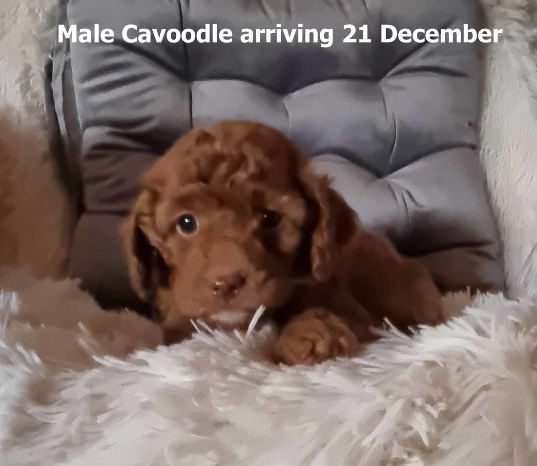 mount lawley pets and puppies