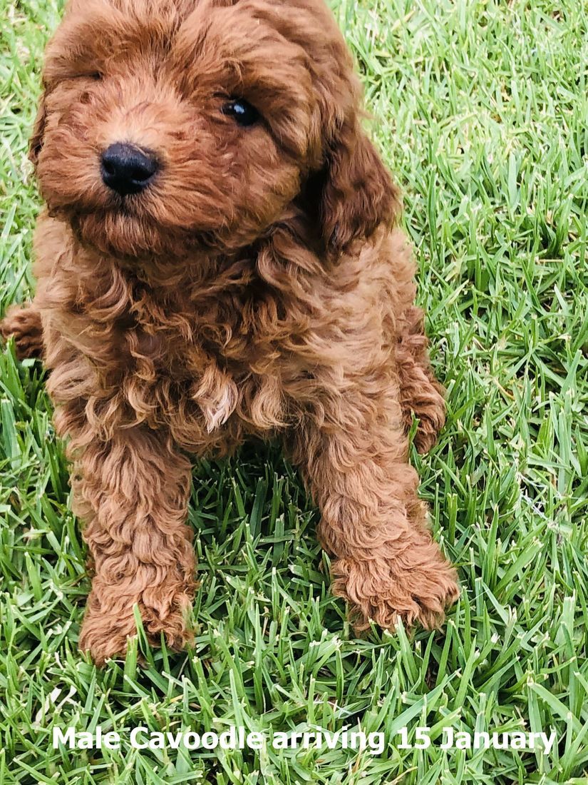 mount lawley pets and puppies