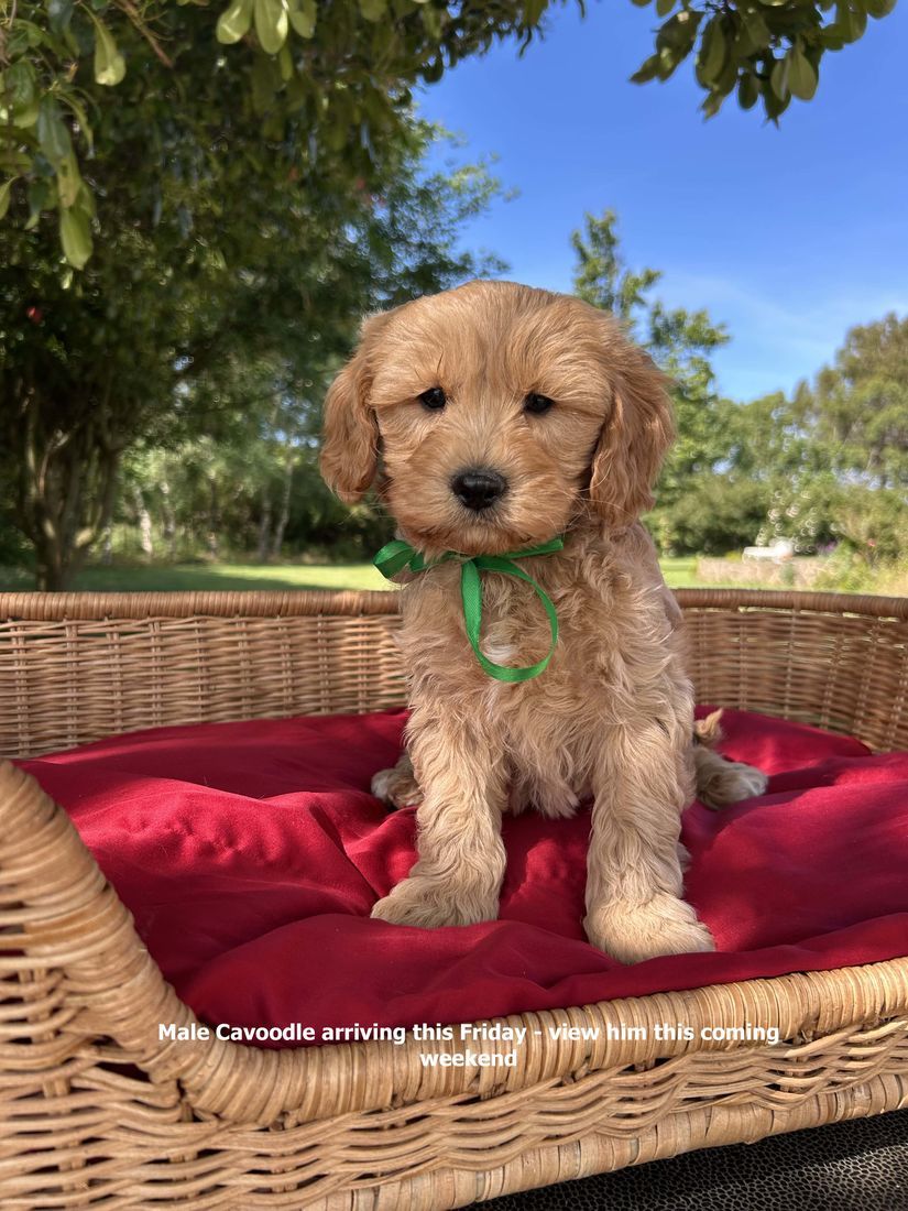 mount lawley pets and puppies
