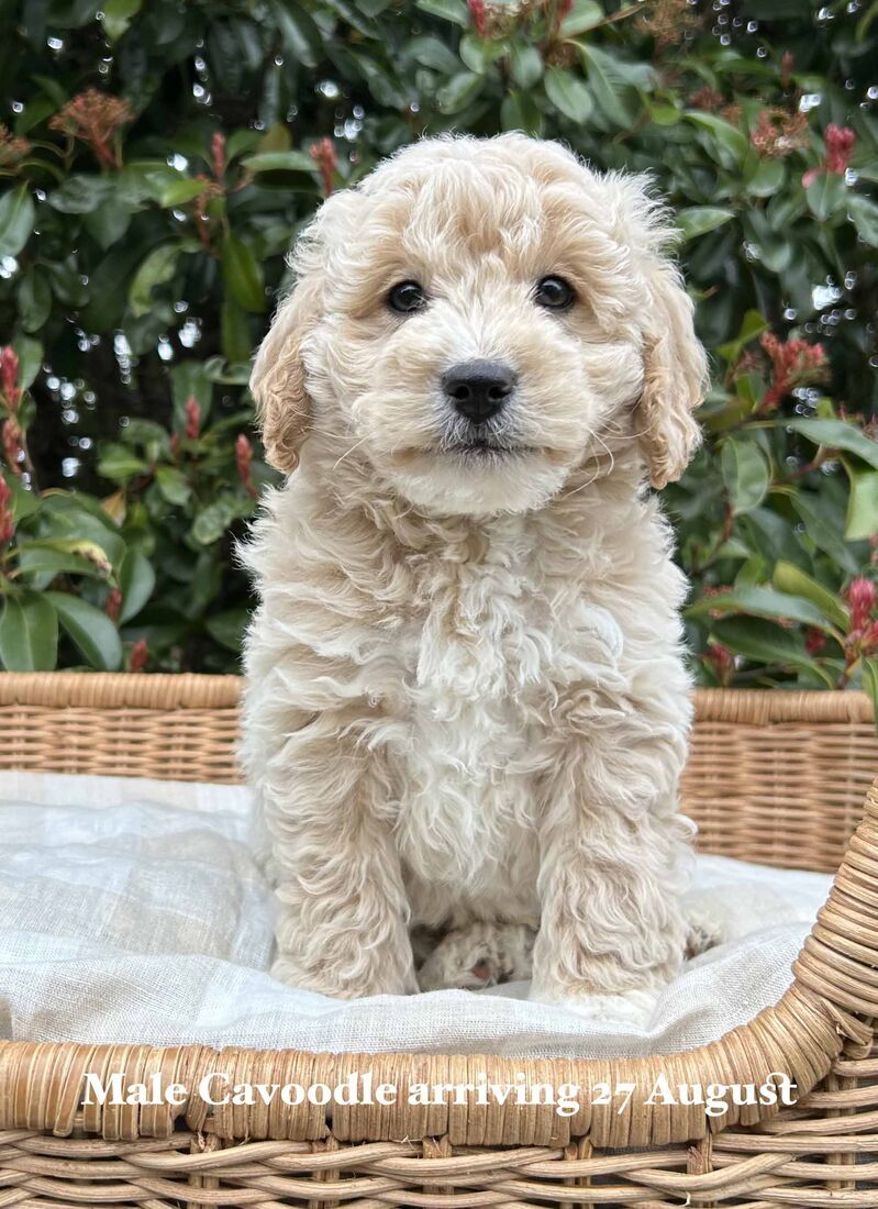 mount lawley pets and puppies