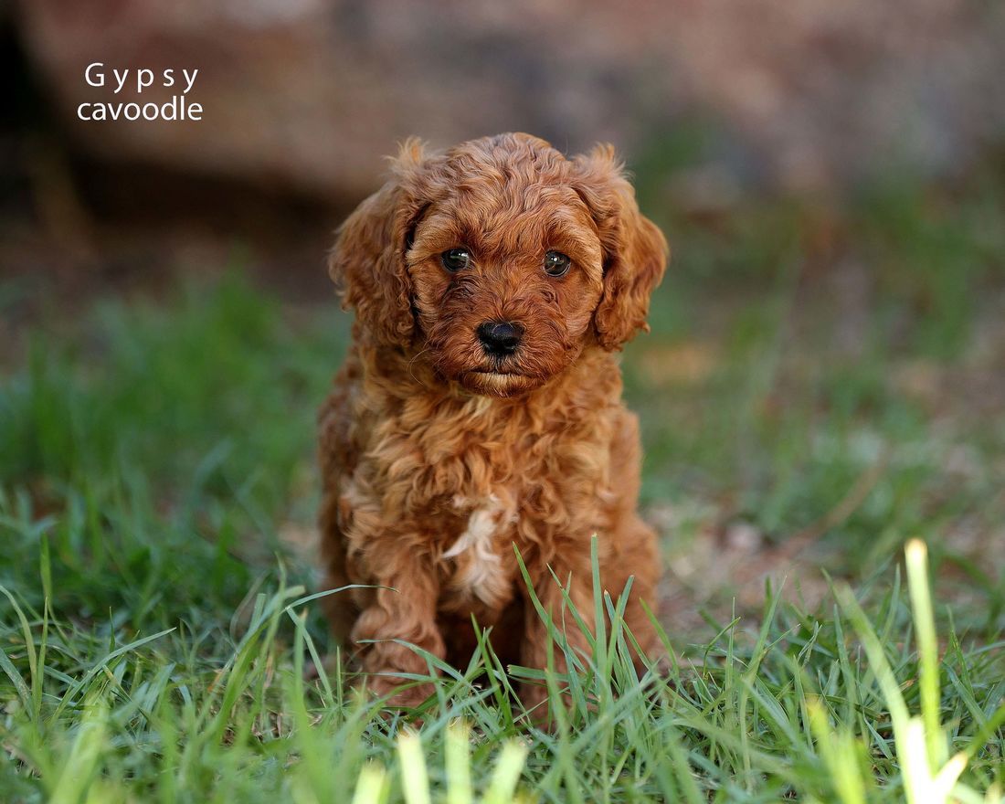 mount lawley pets and puppies