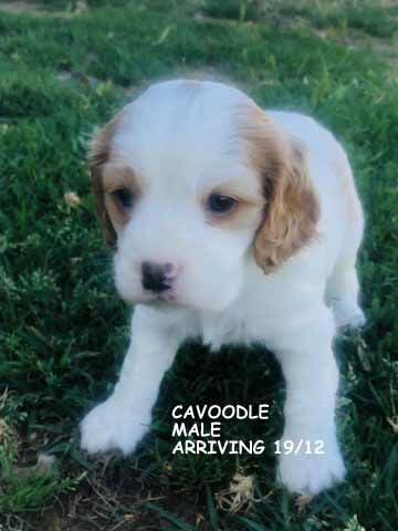 mount lawley pets and puppies