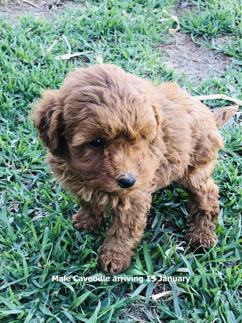 mount lawley pets and puppies