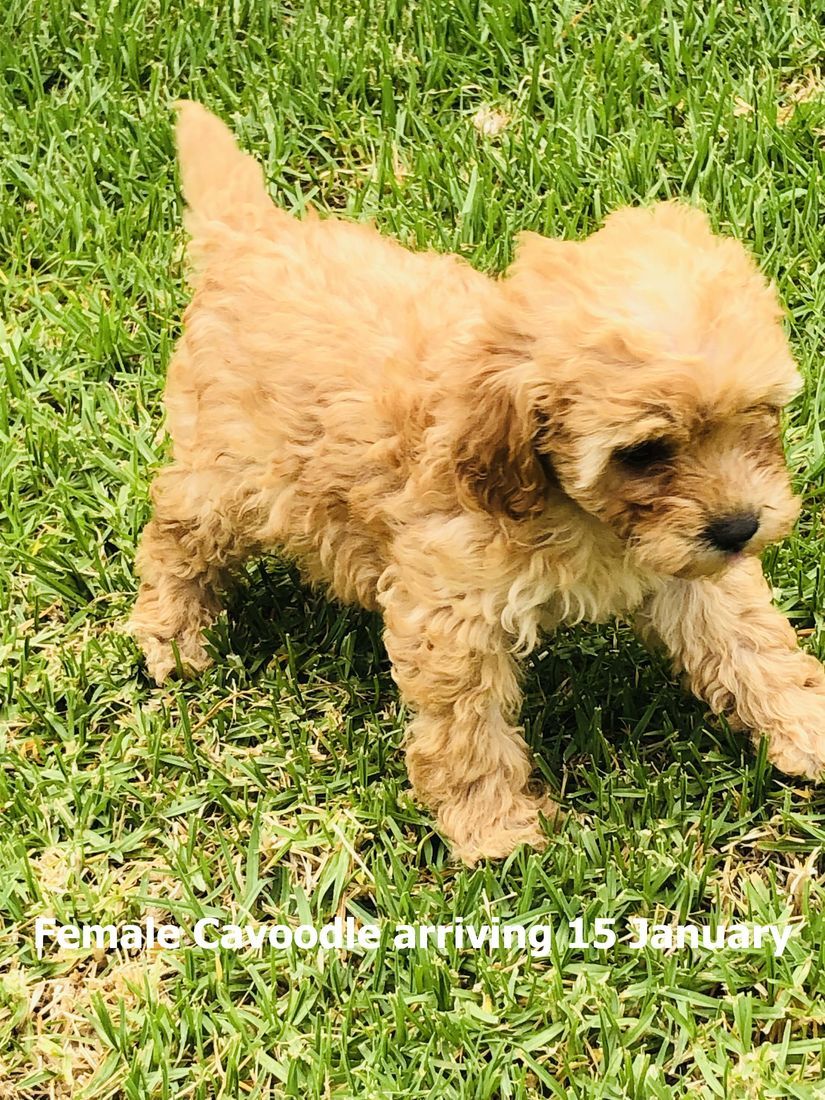 mount lawley pets and puppies