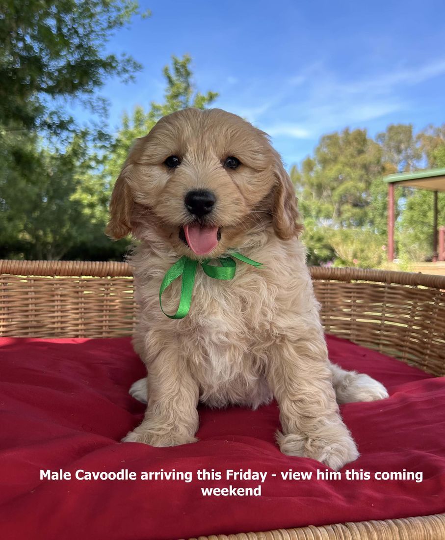 mount lawley pets and puppies