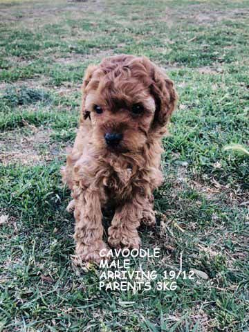 mount lawley pets and puppies