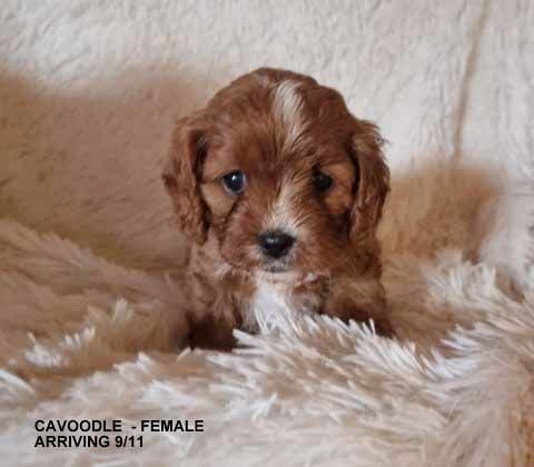 mount lawley pets and puppies