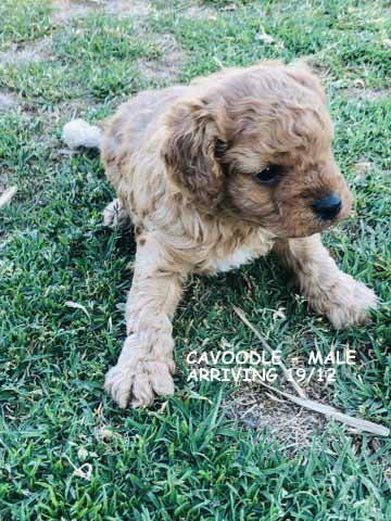 mount lawley pets and puppies