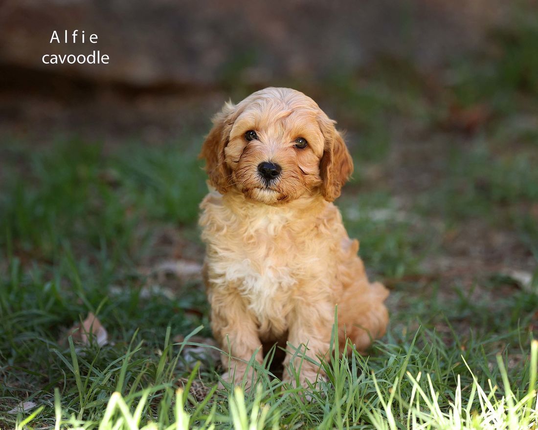 mount lawley pets and puppies