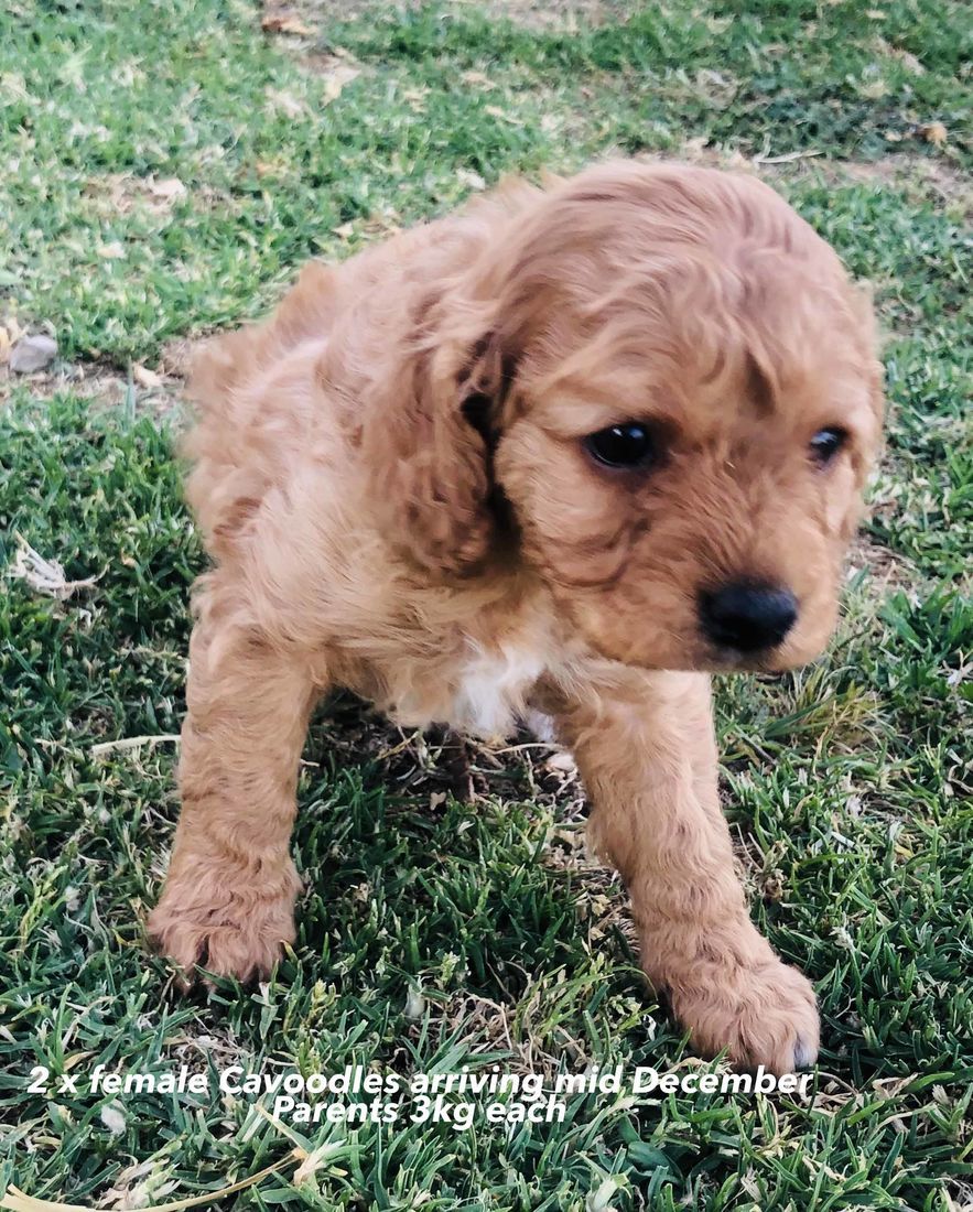 mount lawley pets and puppies