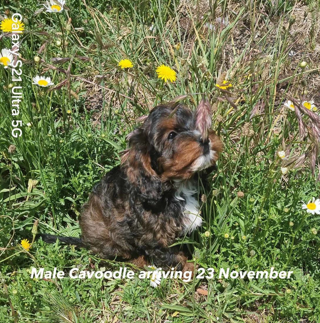 mount lawley pets and puppies