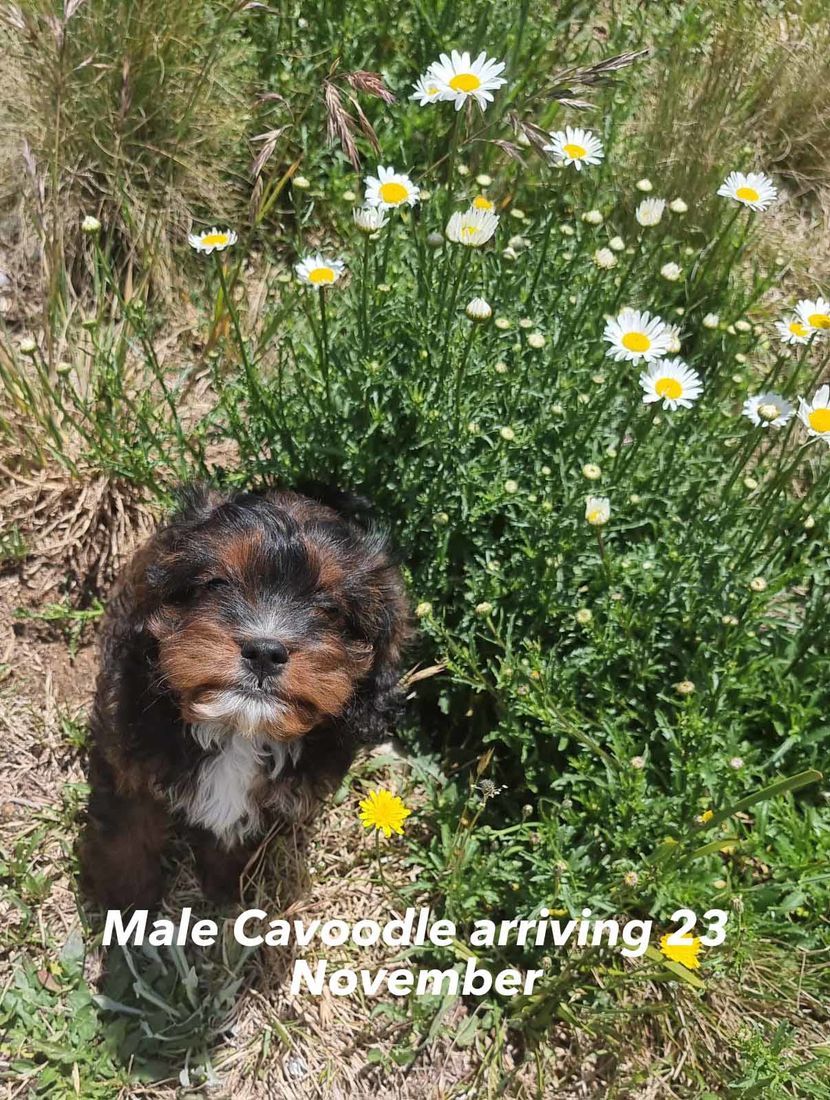 mount lawley pets and puppies