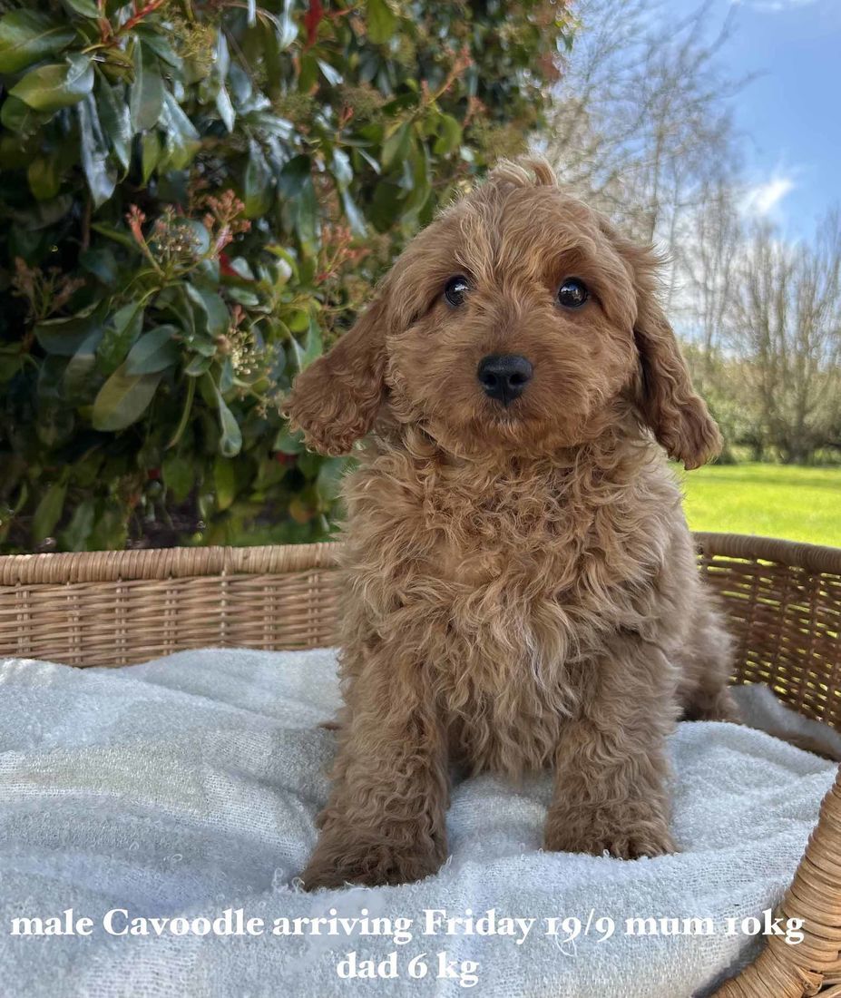 mount lawley pets and puppies