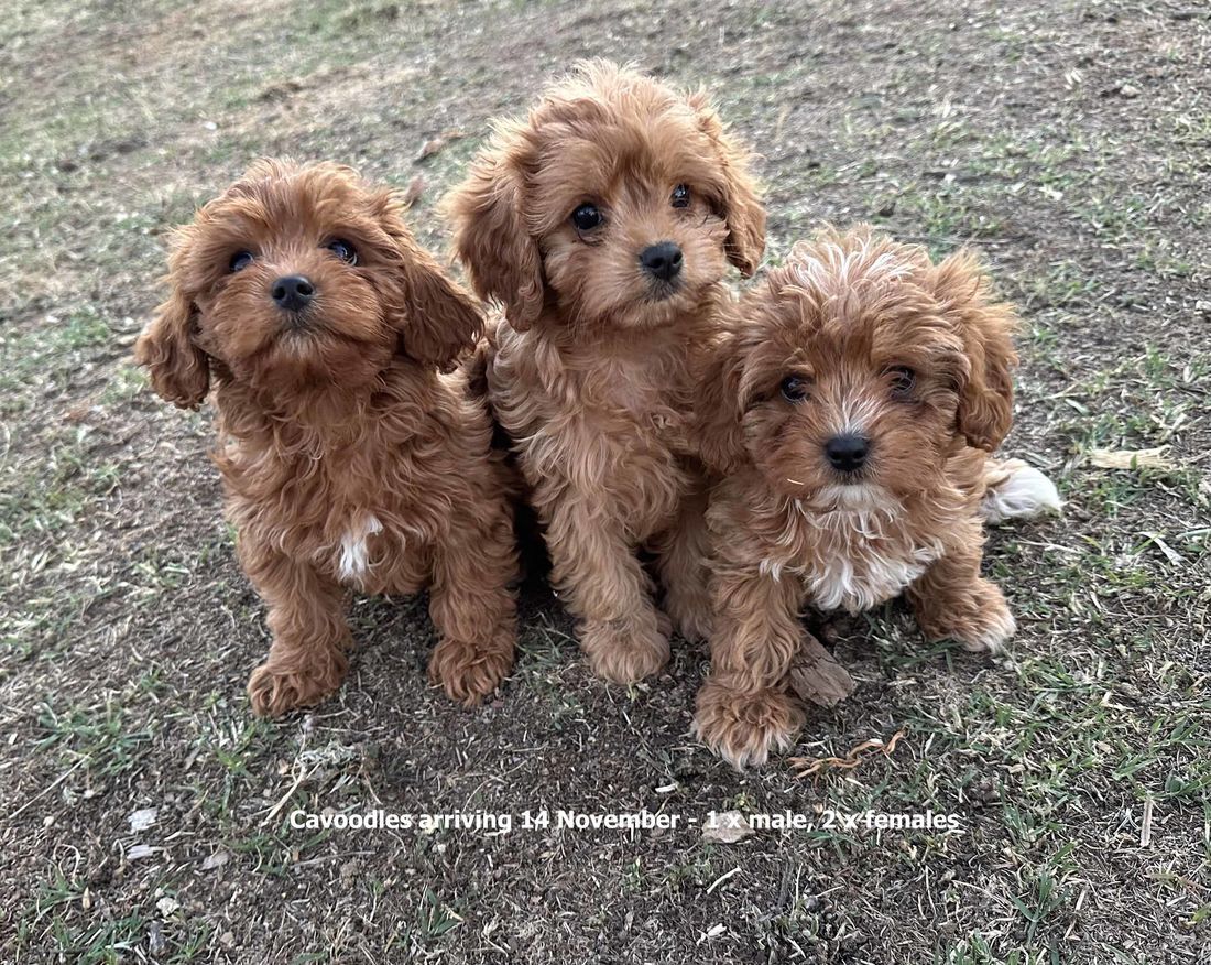 mount lawley pets and puppies