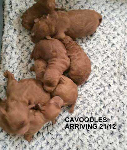 mount lawley pets and puppies