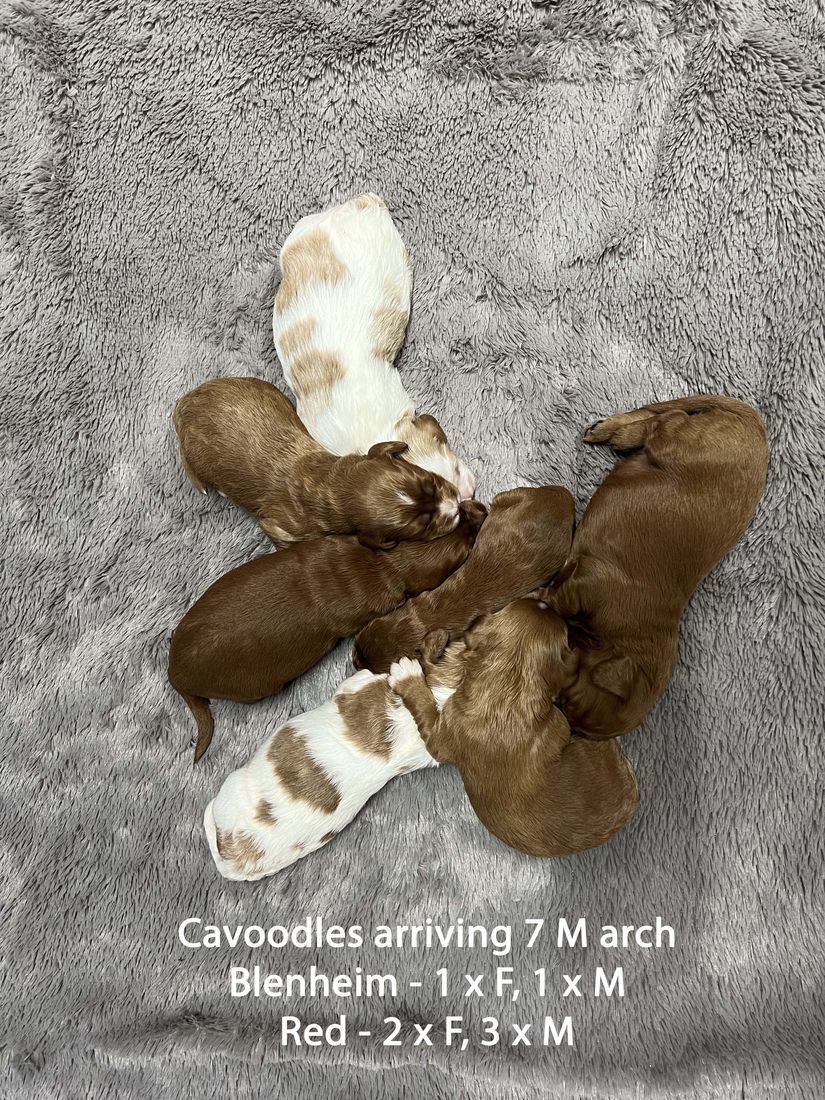 mount lawley pets and puppies