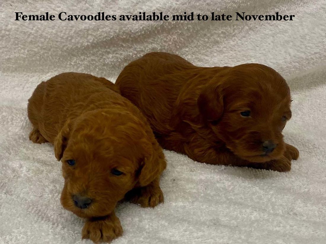 mount lawley pets and puppies