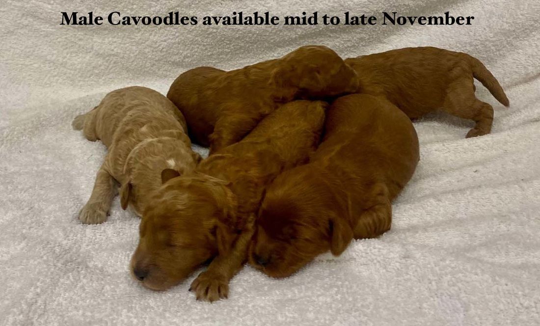 mount lawley pets and puppies