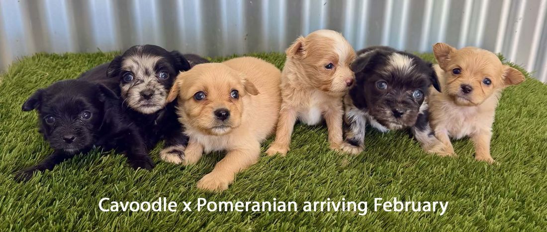 mount lawley pets and puppies
