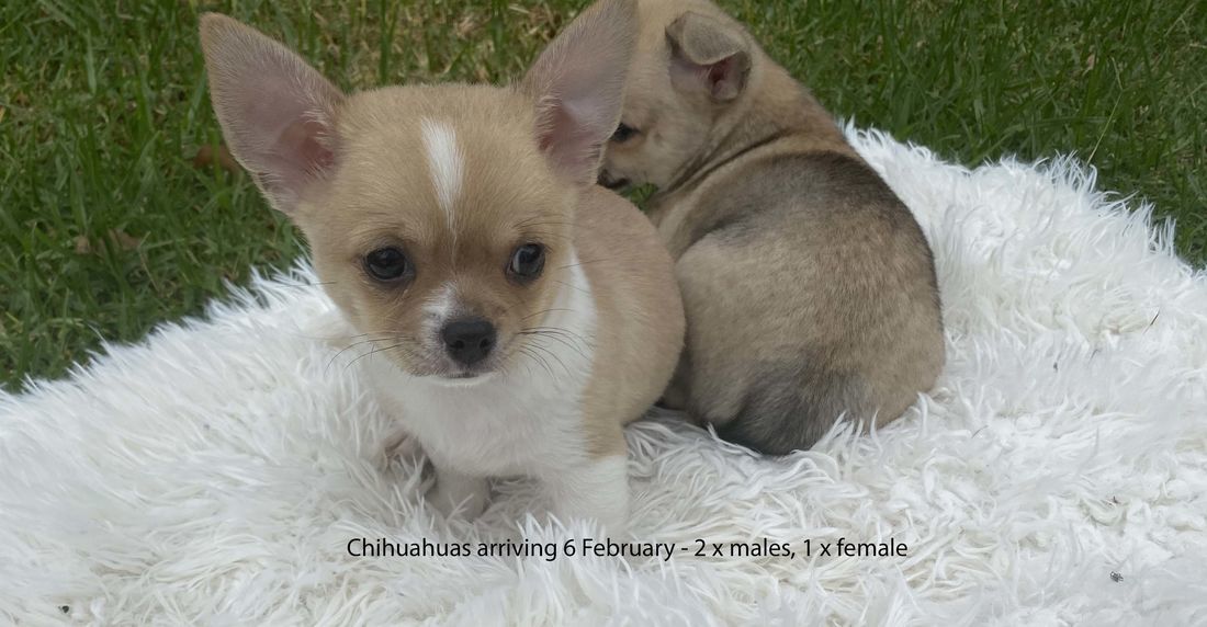 mount lawley pets and puppies