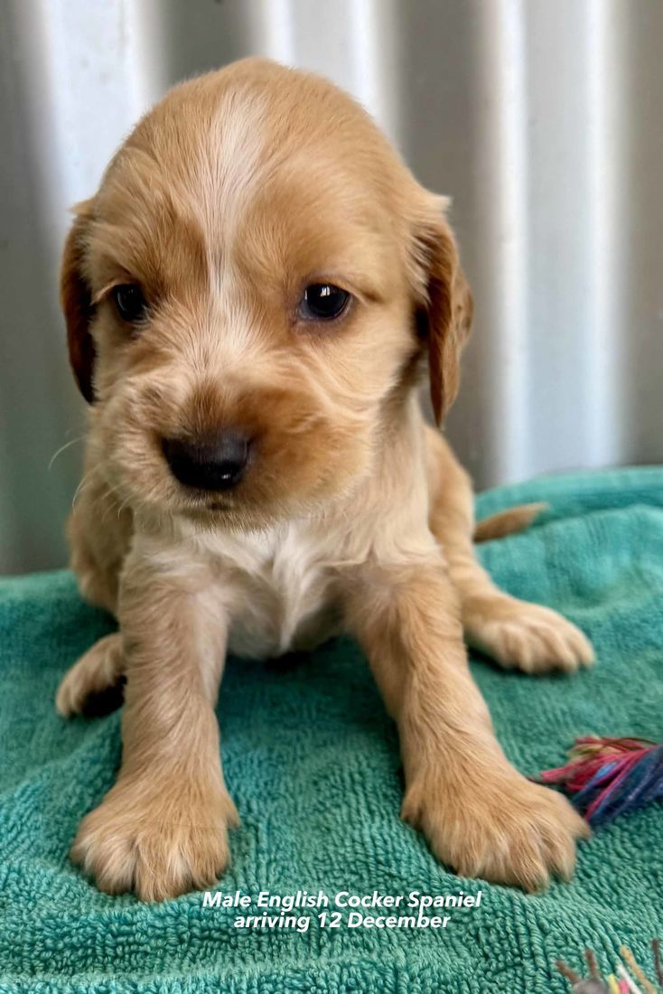 mount lawley pets and puppies