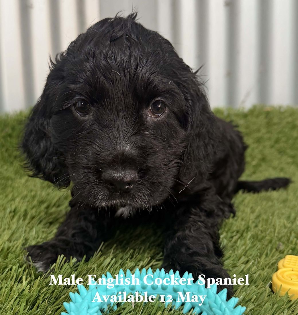mount lawley pets and puppies
