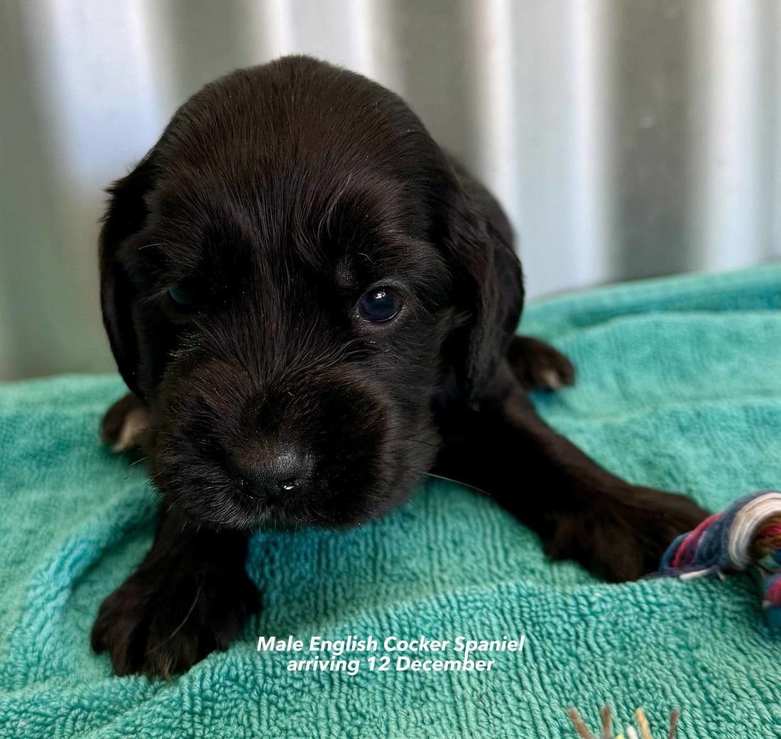 mount lawley pets and puppies