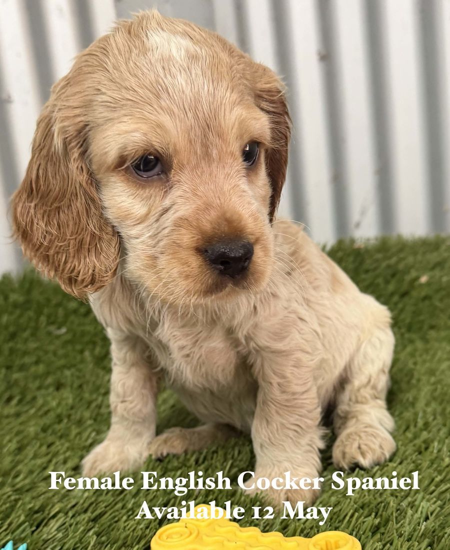 mount lawley pets and puppies