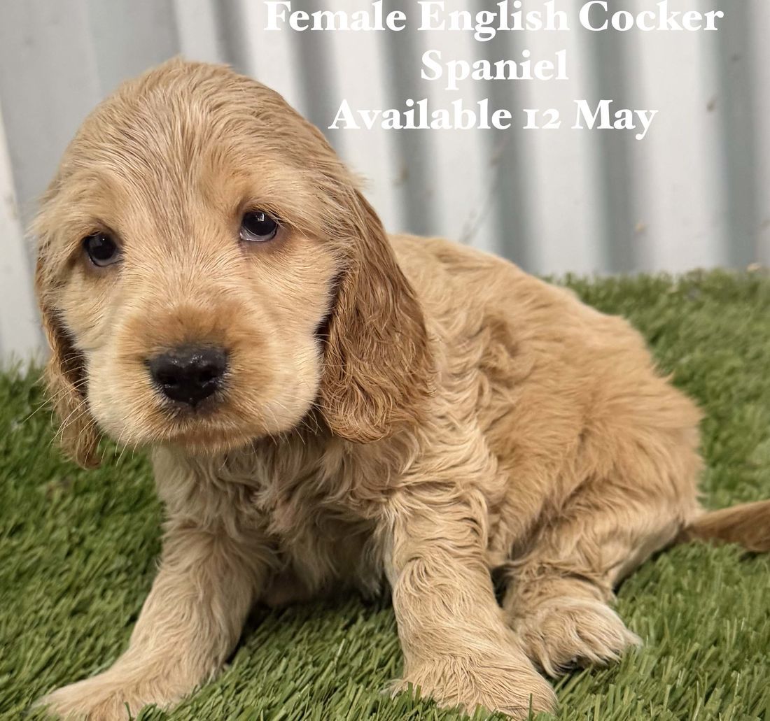 mount lawley pets and puppies
