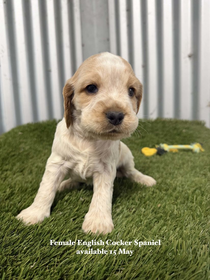 mount lawley pets and puppies