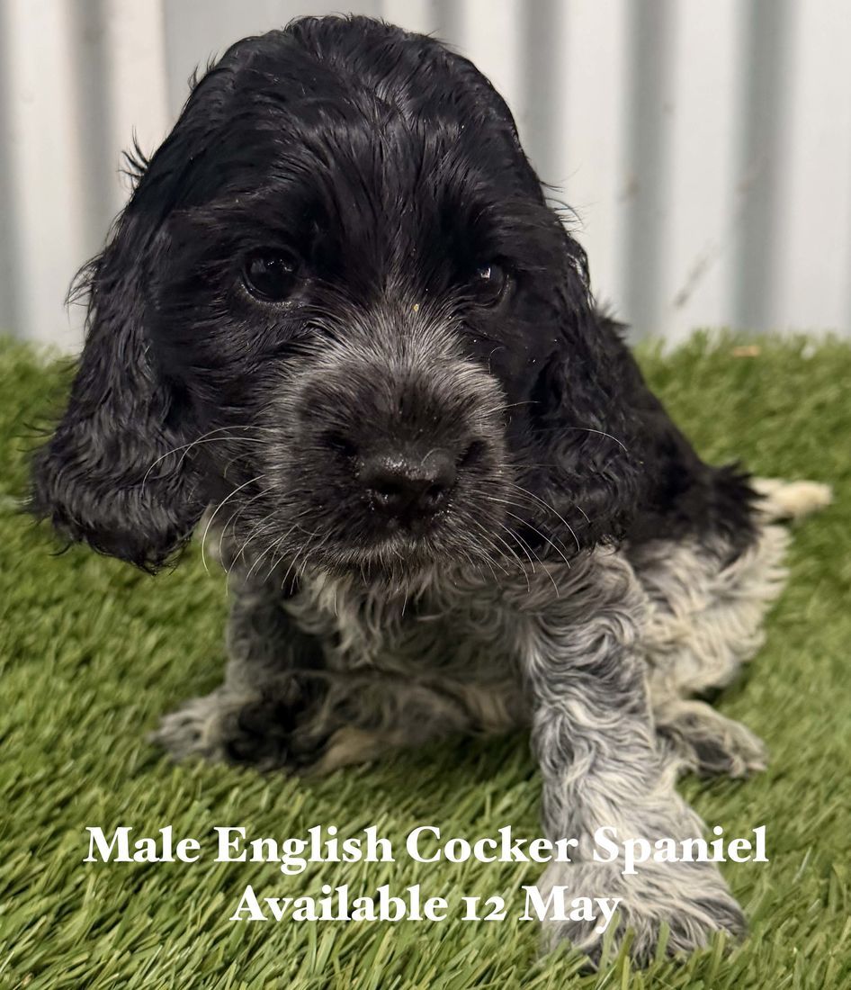 mount lawley pets and puppies