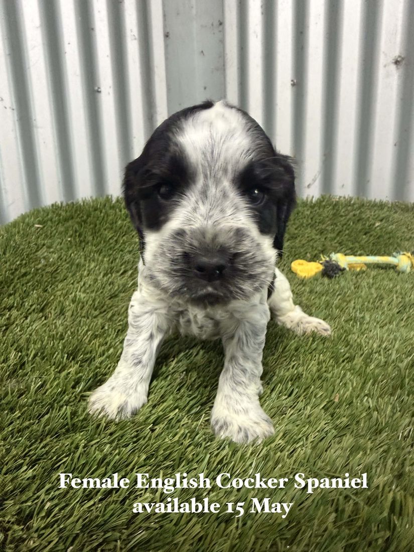 mount lawley pets and puppies