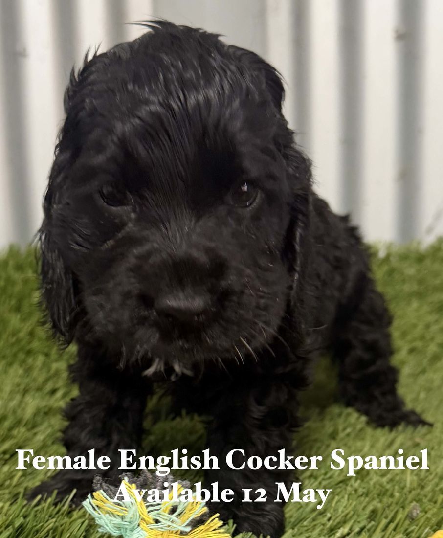 mount lawley pets and puppies