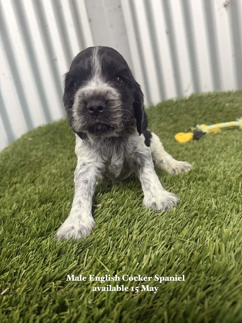 mount lawley pets and puppies
