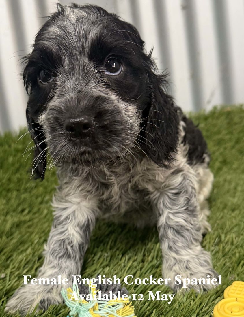 mount lawley pets and puppies