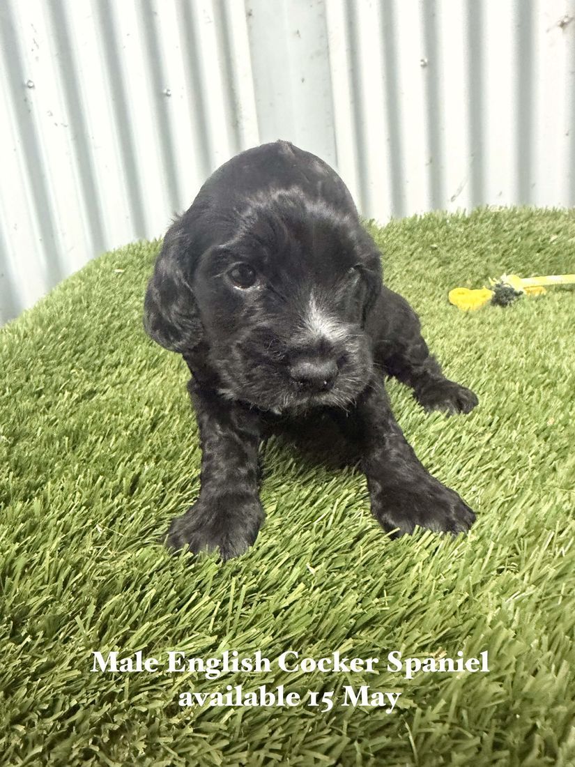 mount lawley pets and puppies