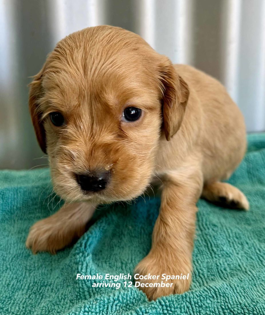 mount lawley pets and puppies
