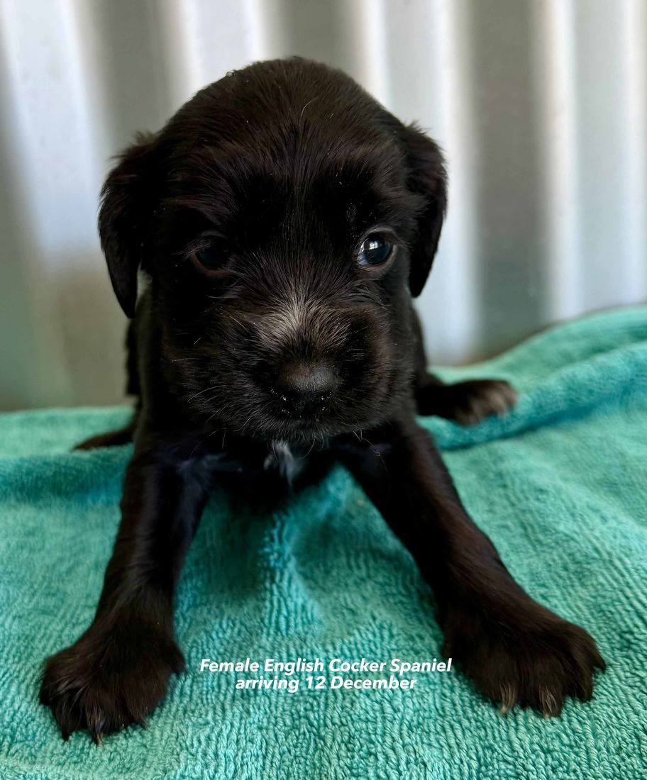 mount lawley pets and puppies