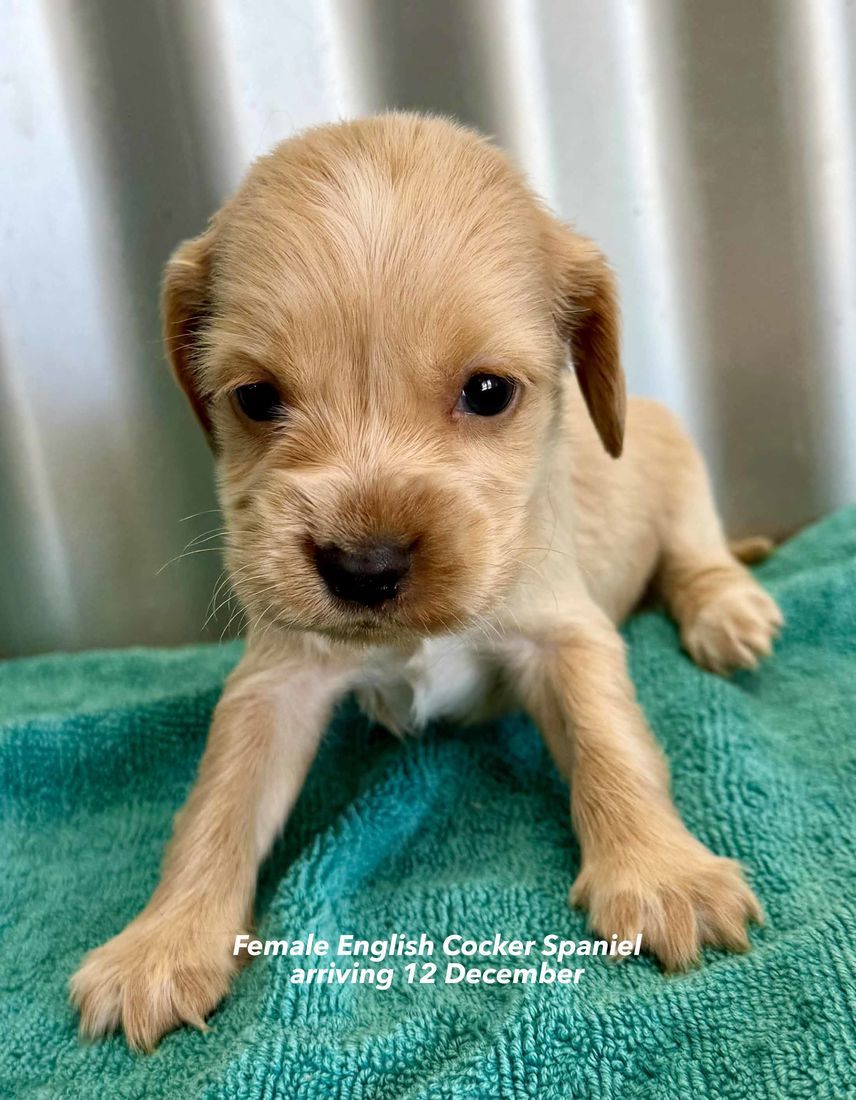 mount lawley pets and puppies