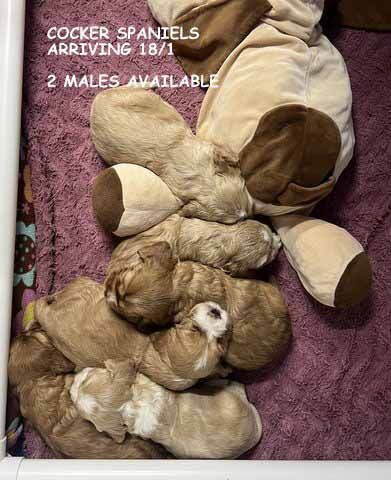 Mount Lawley Pets and Puppies