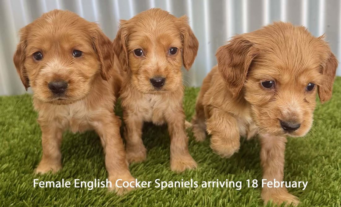 mount lawley pets and puppies