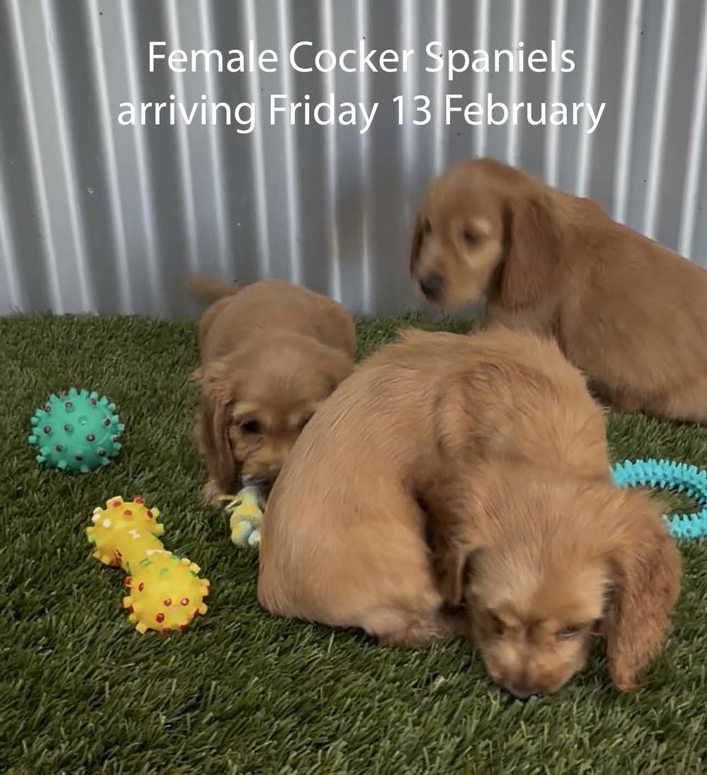 mount lawley pets and puppies