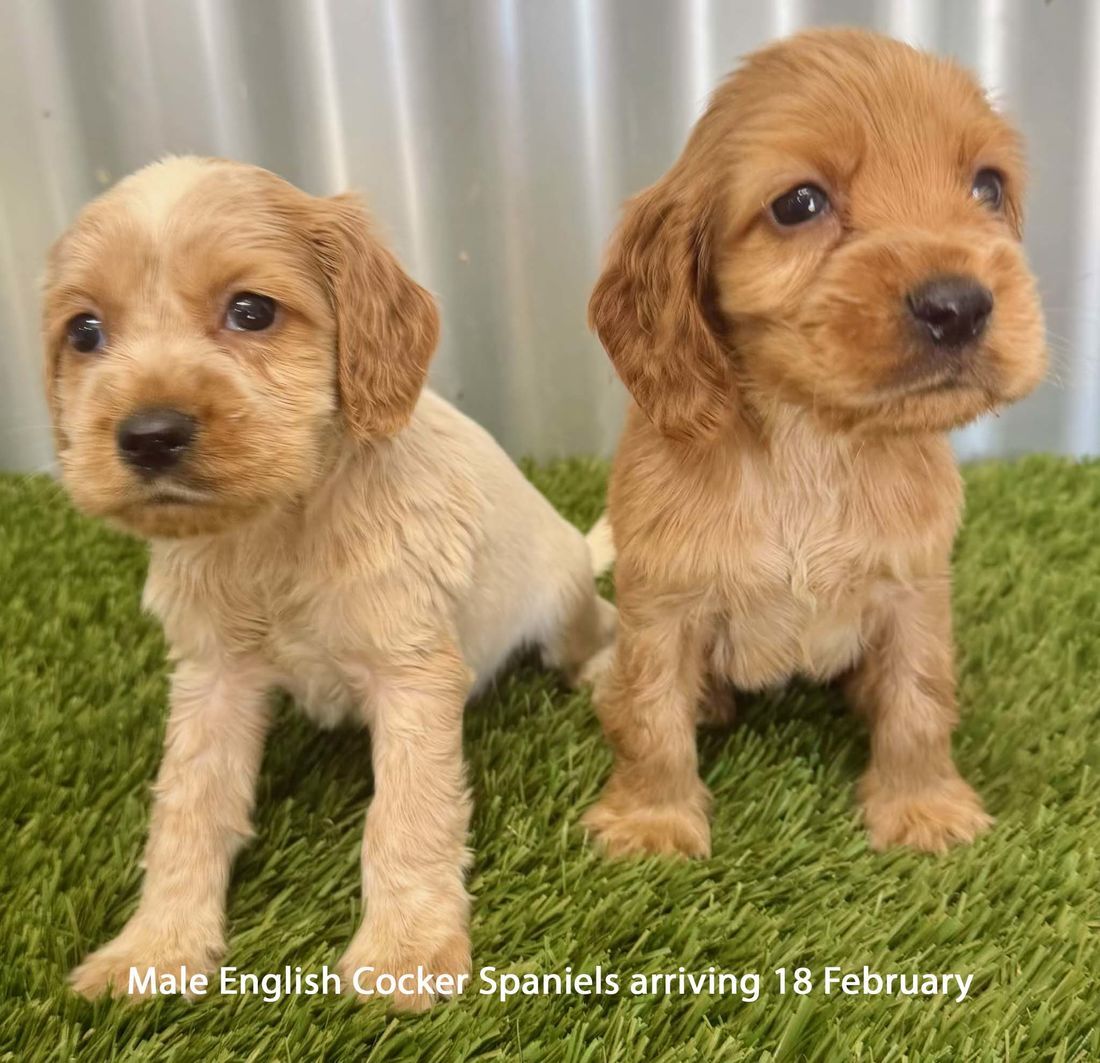 mount lawley pets and puppies