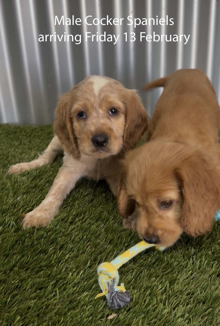mount lawley pets and puppies